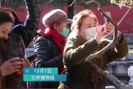 北京植物园卧佛寺腊梅盛开 天目新闻带你探访京城冬日景色图片
