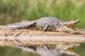 英国18岁女孩被3米长鳄鱼咬住腿险丧命图片