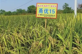 “甬优”杂交稻何以“添丁增口”屡创高产？图片