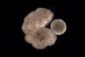 人工智能的产物！美研究组织：世界首批生物机器人Xenobot有“繁衍”可能图片