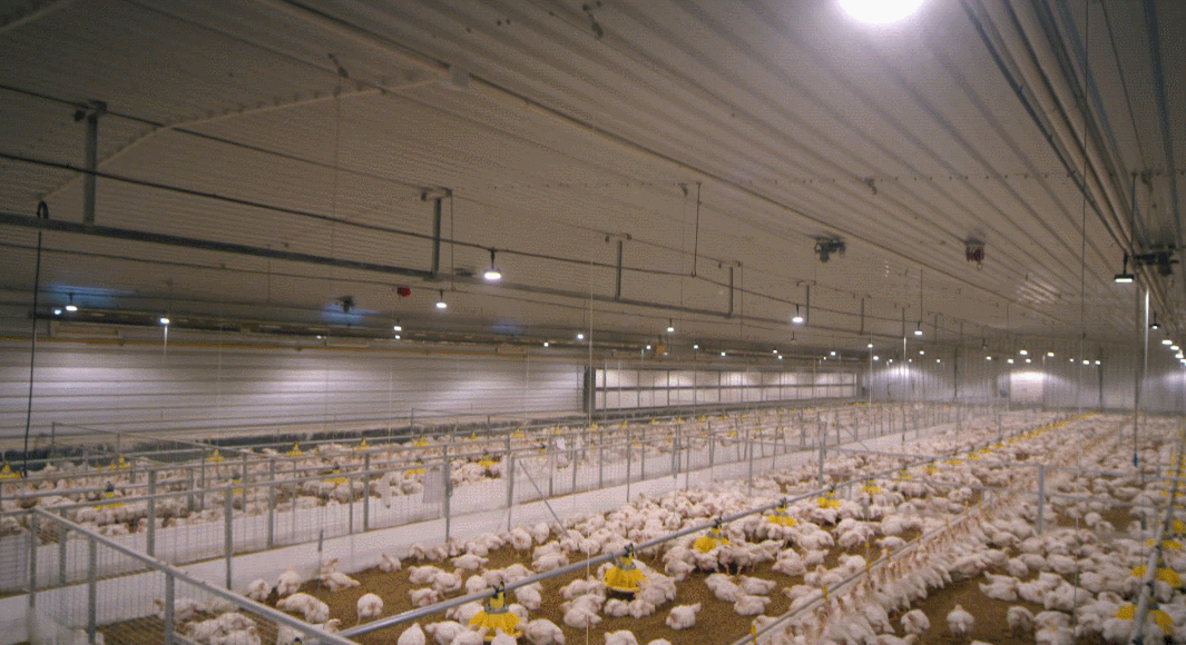 福建为你实现“吃鸡自由”！你所不知道的白羽肉鸡图片