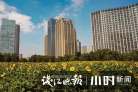 杭州地铁口向日葵花盘被摘秃？养护单位急得直劝：瓜子没肉的……图片