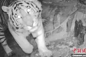 吉林有只野生东北虎中年了仍单身图片