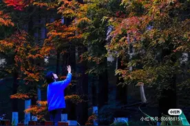 在青岛打卡川西秘境？！绝美水杉林上线！图片