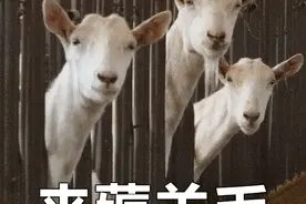 羊毛党最爱，小米10元以内好物推荐图片