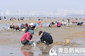 天寒水凉何所惧 唐岛湾南岸周末赶海场景壮观图片