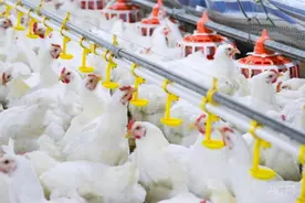 福建南平：中国白羽肉鸡新品种的诞生地图片