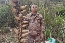 浙江景宁村民挖到“笋王”：一根竹鞭上长17颗竹笋图片