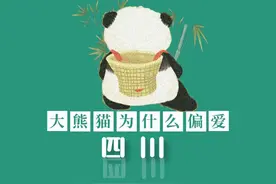 大熊猫为什么偏爱四川图片