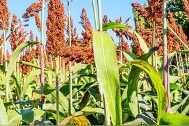 翟所祥：又见高粱红图片