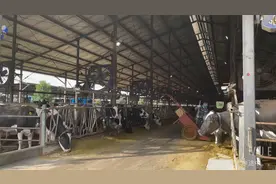 探访丨川东北唯一奶牛产业基地县，这家牧场日产鲜奶26吨，一天产的奶够10万人吃图片