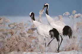 北京延庆出现丹顶鹤，专家：偶然事件，不是常规迁徙路线图片
