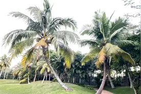 海南猫冬散记之四——秋天的花朵图片