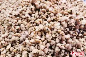 广东侨乡台山：青蟹饵料加工烹成美食 口感鲜甜爽滑图片