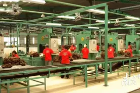 广东农垦为何受到米其林“认证”？|对话世界500强图片