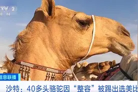 豆瓣下架，冲上热搜 / 骆驼选美，整容的出局了图片