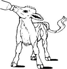 过渡乳，犊牛饲喂又有了新故事？