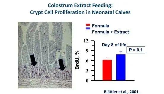 过渡乳，犊牛饲喂又有了新故事？