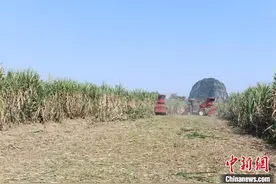 “糖罐子”广西甘蔗丰收价格高 糖厂满负荷生产图片
