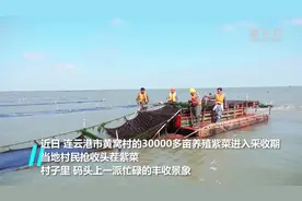 江苏连云港黄窝村：万亩紫菜大丰收