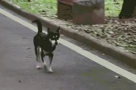 遭弃哈士奇每天公园晨跑找主人 每日跑20多圈至少2个月了图片