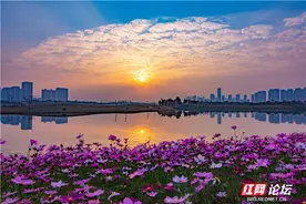 在洋湖湿地公园遇见一片梦幻花海，这地方美得让人忘记时间图片