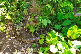 惊了！广东一地路边出现20多公斤大蟒蛇图片