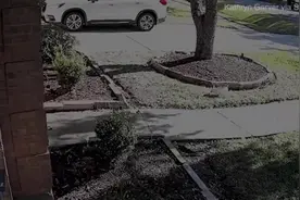 美国一只宠物狗差点变成老鹰的“晚餐”幸好主人及时出现图片