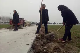 盼望已久的“爱国路”终于修通了——78棵“爱国女贞”指引我们一起来敬仰图片