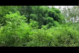 拍案·反盗墓笔记｜一场“牛皮”、多次盗墓、千件文物、十年刑期……这位爱吹牛的盗墓贼落网了图片