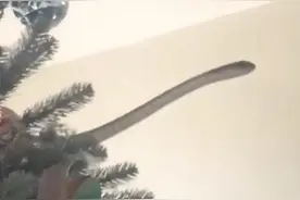 后背发凉！美国市民在家里的圣诞树上发现非洲巨毒毒蛇图片