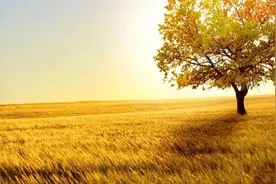 最后的陪伴图片