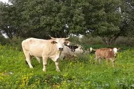 巴西牛肉断供3个月后恢复，进口商：预计首批春节后到图片