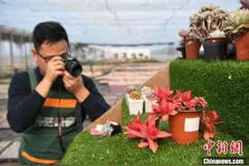 90后创业青年扎根乡村养多肉植物 立志成为多肉大王图片