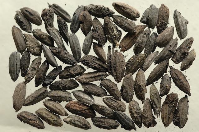 梦到鱼的鱼鳞掉