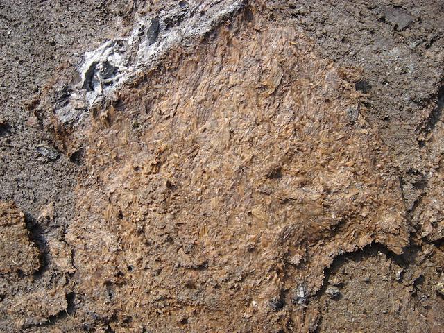 梦到鱼的鱼鳞掉