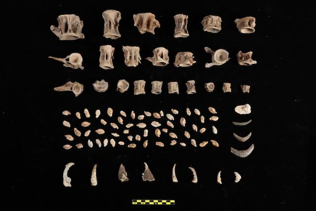 梦到鱼的鱼鳞掉