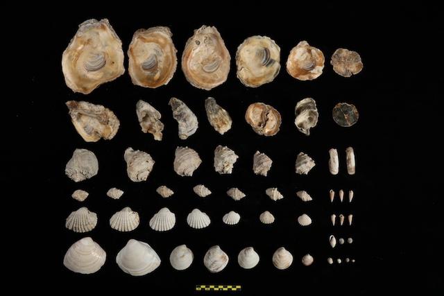 梦到鱼的鱼鳞掉