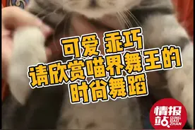 12月15日最佳情报｜萌猫舞王上线，快来PK！恭喜壹粉获奖图片