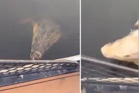 惊悚一幕！鳄鱼潜伏船边猛地扑向船上的女子图片