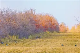 沙棘果的“双效益”图片
