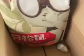 “三只松鼠”零食快递里真有一只仓鼠！网友：剥壳工具？图片
