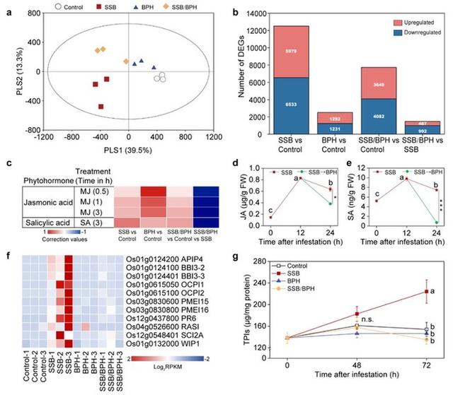 害虫都是竞争排斥关系？研究发现它们“狼狈为奸”