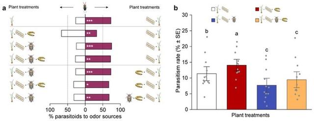 害虫都是竞争排斥关系？研究发现它们“狼狈为奸”