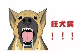 健康教育丨被猫狗抓伤咬伤 应及时清洗伤口图片