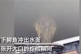澳女子探头看水面，鳄鱼张大嘴冲出！画面让网友大呼害怕图片