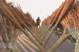 唐山滦南大笤帚加工助农增收图片