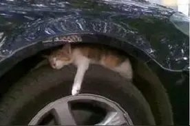 辽宁男子被流浪猫抓伤，法院判喂猫人赔偿图片