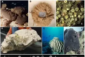 听说还有人不知道海绵是什么？图片