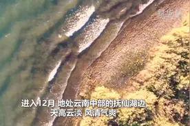 千城胜景丨摇曳芦苇花 冬日抚仙湖视频封面